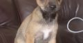 Jack Russle X Pug puppy for sale cork