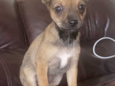 Jack Russell X Pug Puppy for Sale in Cork