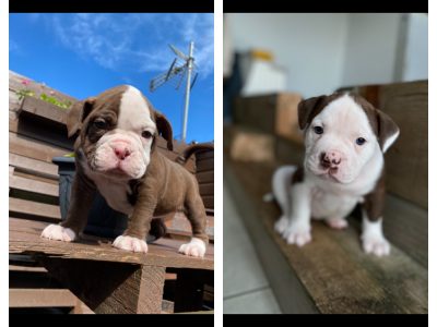 Bulldog Pups for Sale in Dublin – Home Reared