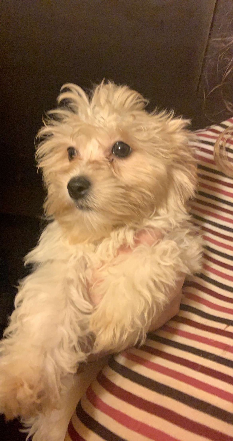 Cavachon Puppie for sale in cork Dogs For Sale Ireland