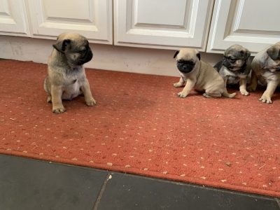 Blue Fawn Pug Puppies for Sale in V42VE27