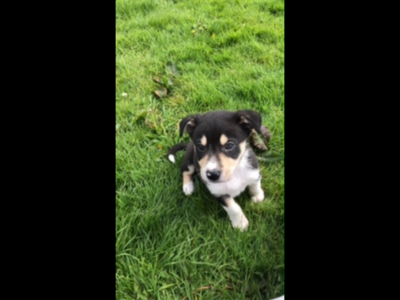 collie pups for sale in Kilbrien – friendly and fun
