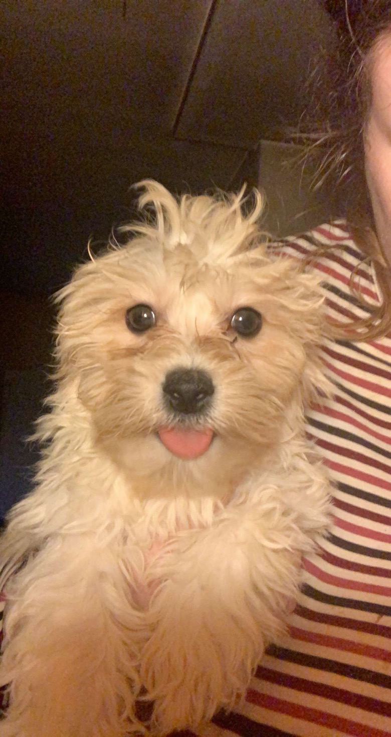 Cavachon Puppie for sale in cork Dogs For Sale Ireland