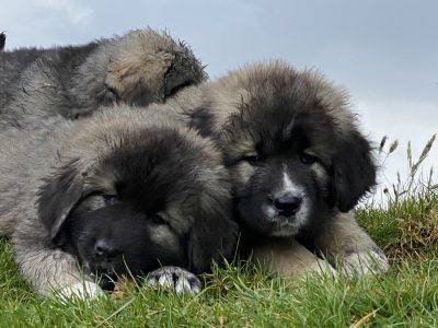 Caucasian Mountain Dogs for Sale in Wexford