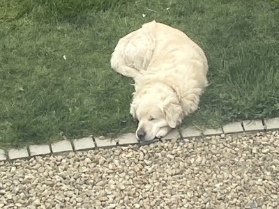 Golden Retriever for Stud in Maynooth