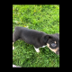 collie pups for sale Tri colour