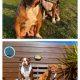 Bulldog Pups- ALAPAHA BLUE BLOOD BULLDOG PUPS