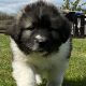 Caucasian mountain dogs for sale Wexford