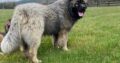 Caucasian mountain dog for sale Wexford