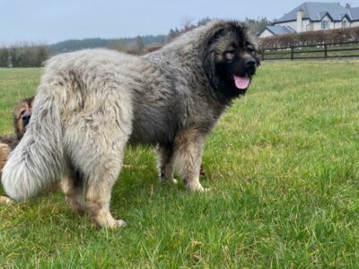 Caucasian Mountain Dog in Wexford – FCI Registered