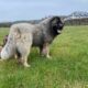 Caucasian mountain dog for sale Wexford