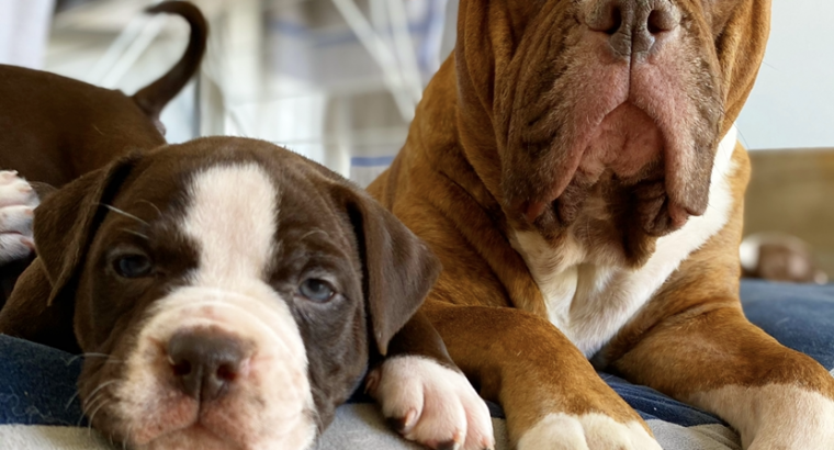 Bulldog Pups- ALAPAHA BLUE BLOOD BULLDOG PUPS