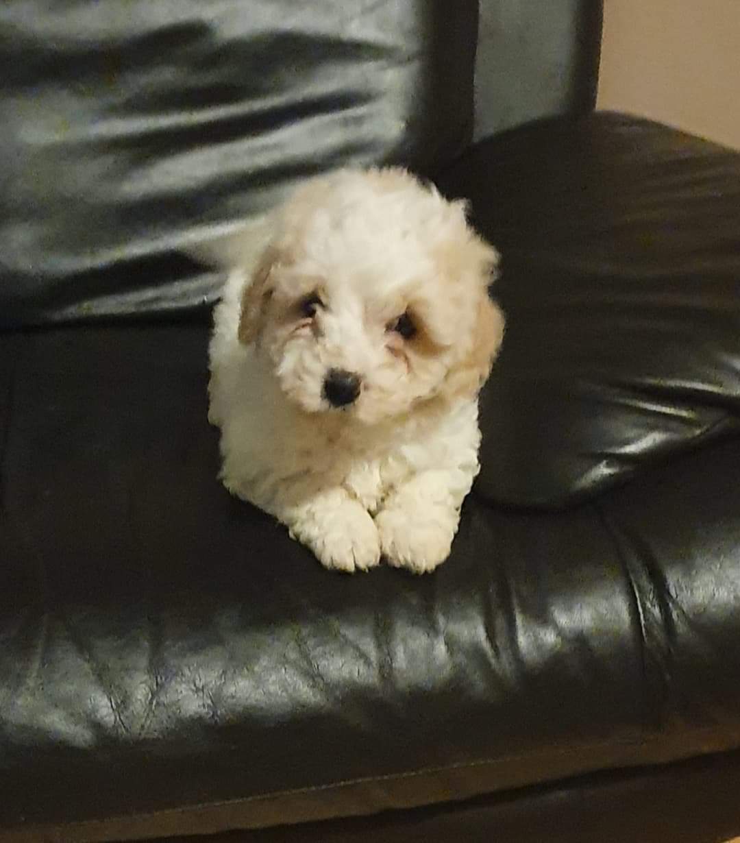 Male Cavachon for sale cork Dogs For Sale Ireland