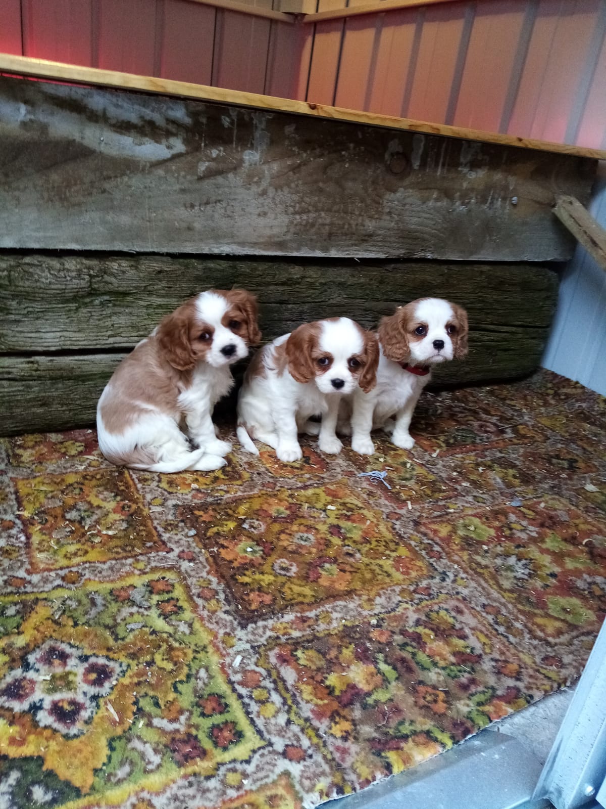 king charles cavalier puppies for sale near me