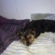 Yorkshire Terrier full breed miniature puppies