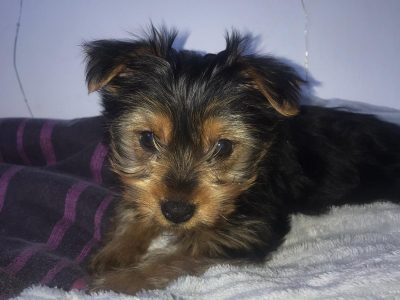 Yorkshire Terrier Puppies in Castleknock