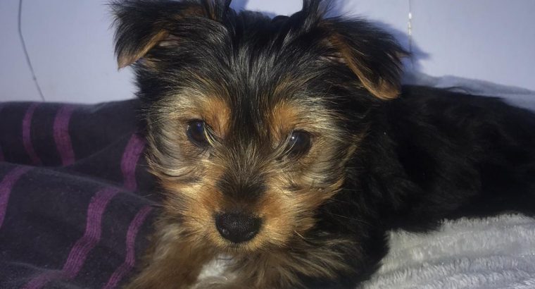 Yorkshire Terrier full breed miniature puppies