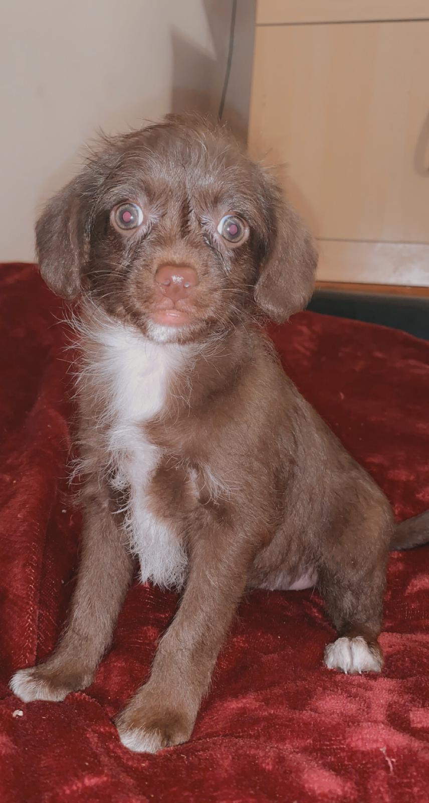 Chi Poo Puppies for sale Cork Dogs For Sale Ireland