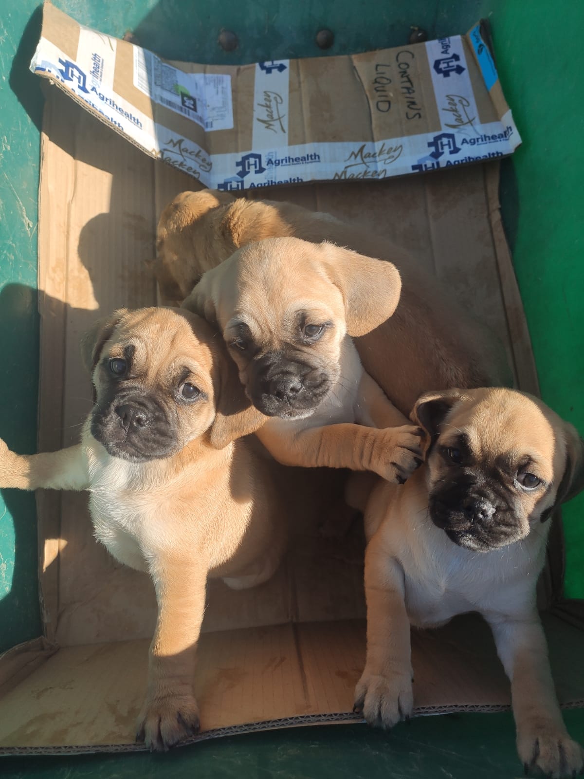 Puggle pups for sale In Ireland Dogs For Sale Ireland