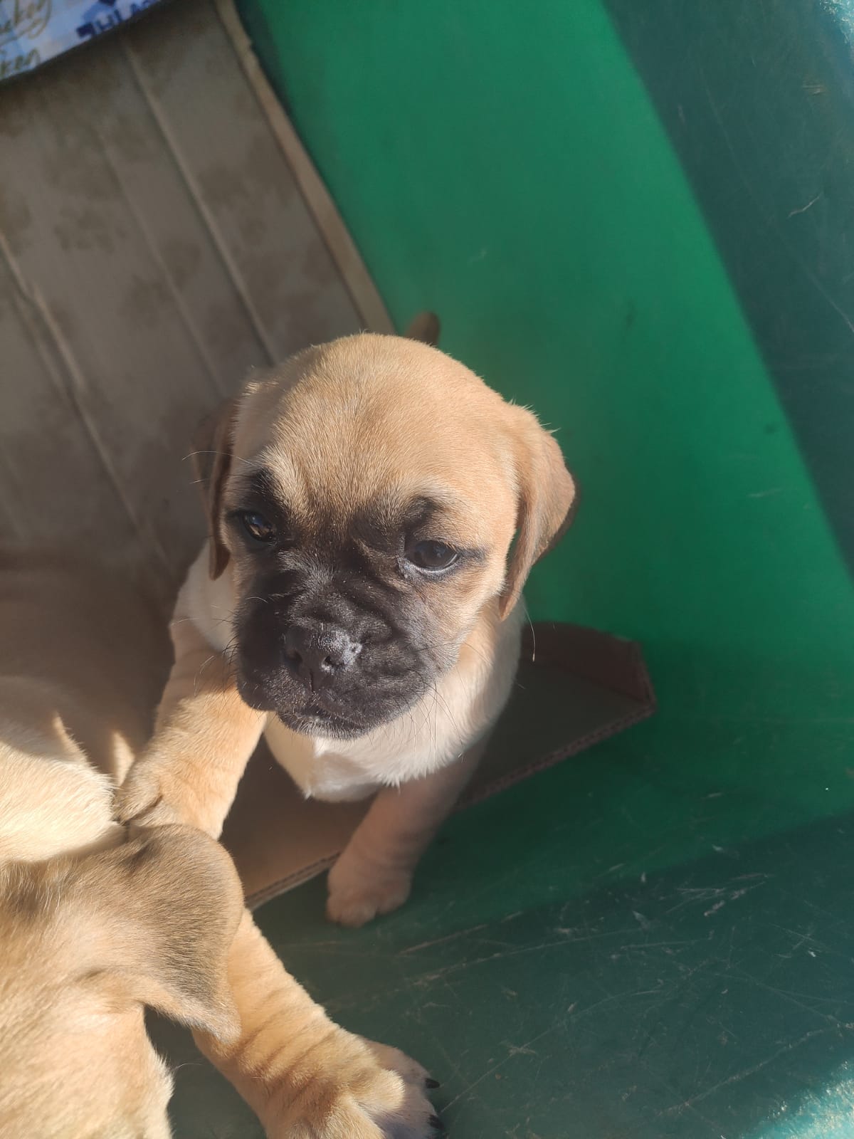 Puggle pups for sale In Ireland Dogs For Sale Ireland
