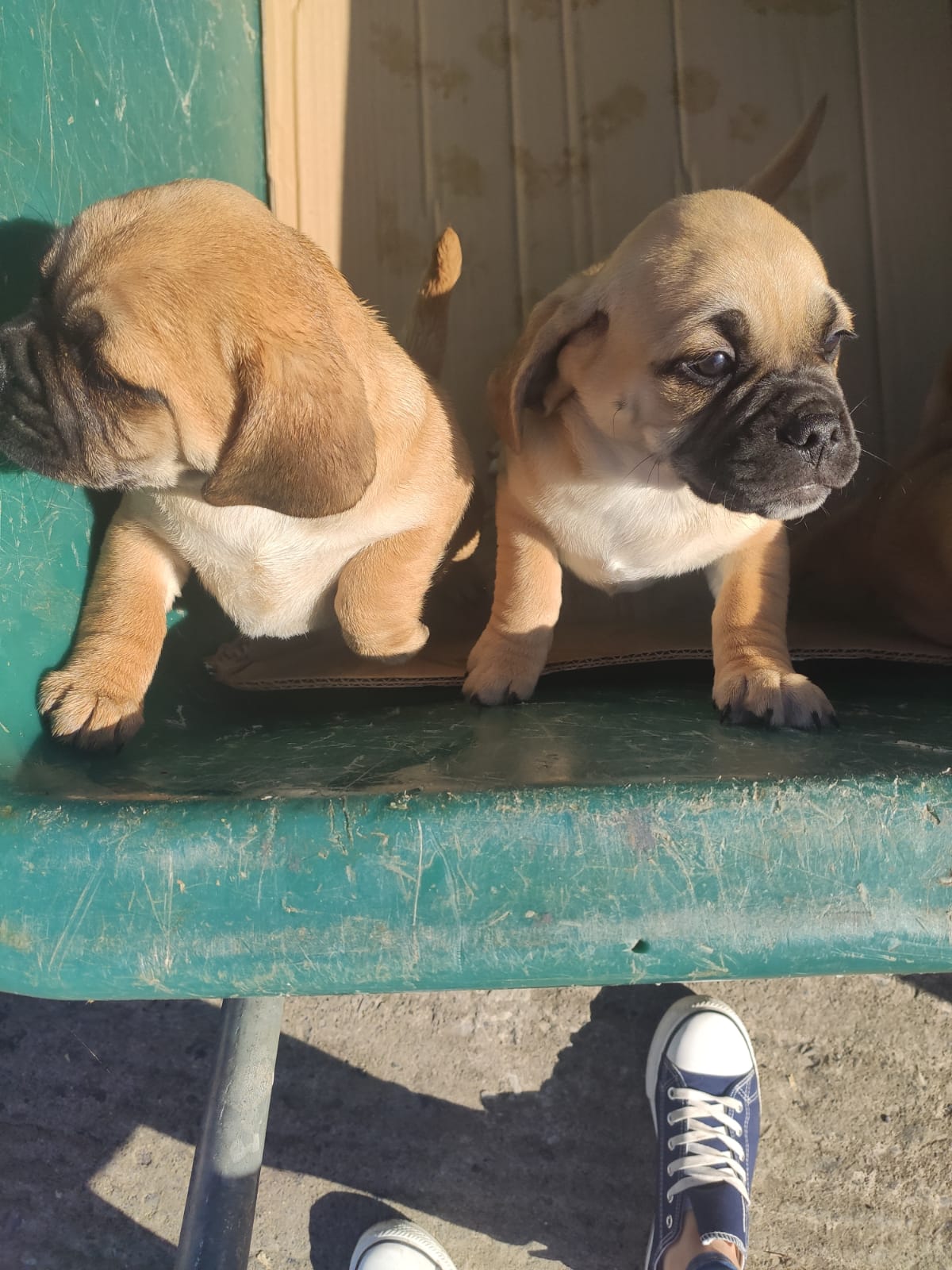 Puggle pups for sale In Ireland Dogs For Sale Ireland
