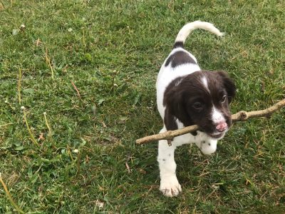 Playful Springer Spaniel in Galway