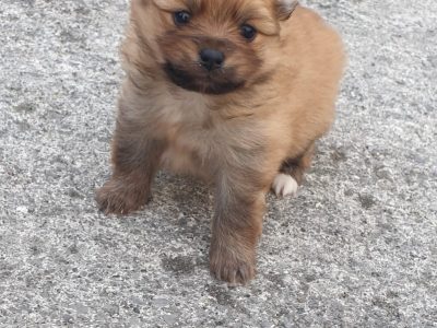 Miniature Pomeranian for Sale in Galway