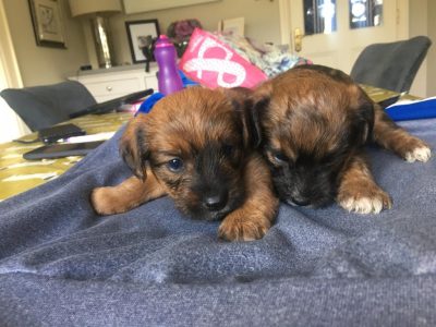 Yorkshire Border Terrier Pup for Sale in Dublin