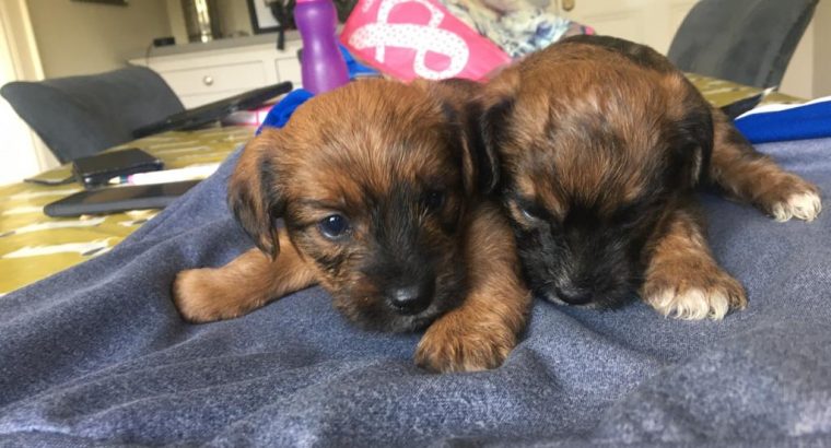Yorkshire border terrier pup for sale