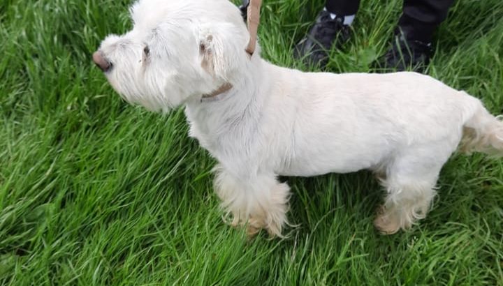 West highland terrier for sale Male - Dogs For Sale Ireland