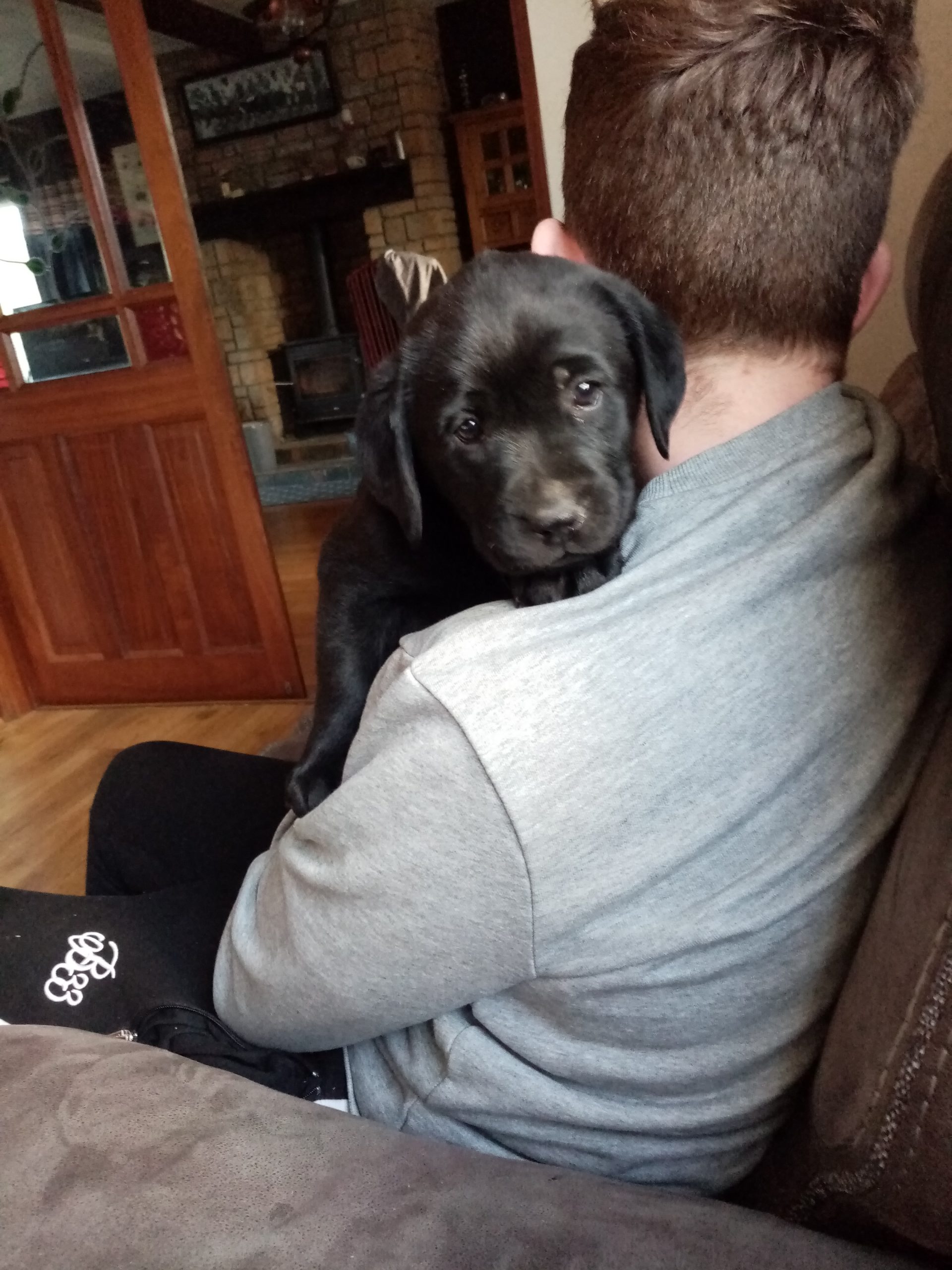 Labrador pups for sale monaghan Dogs For Sale Ireland