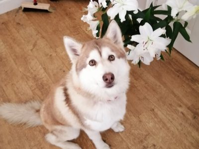 Female Siberian Husky in Dungarvan – Family Friendly
