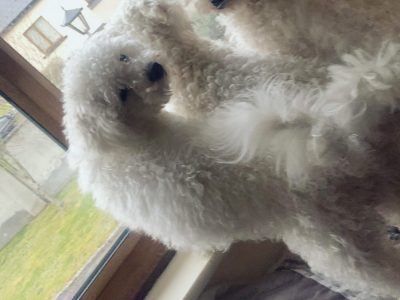 Bichon Frise Puppies for Sale in Longford