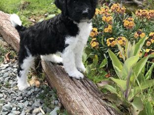 Poochons puppies for Sale cork