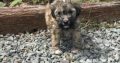 Poochons puppies for Sale cork