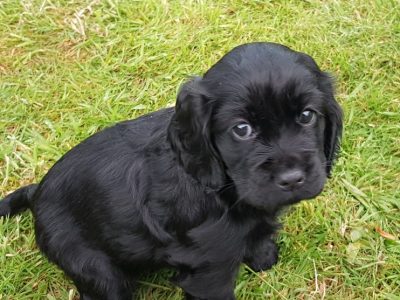 Cocker Spaniel Puppies in Ballywilliam