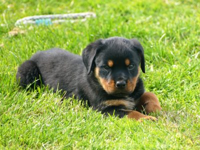 Rottweiler Puppy for Sale in Wexford