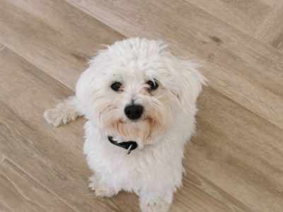 Maltese Dog for Stud in Cork – Proven Quality