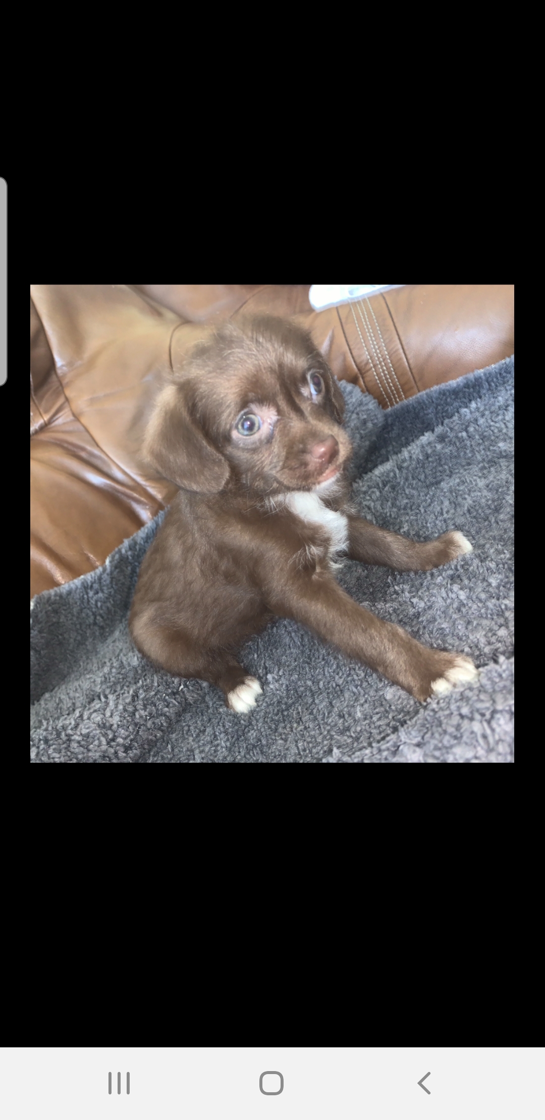 Chi Poo Puppies for sale Cork 1chocolate male left Dogs For Sale Ireland