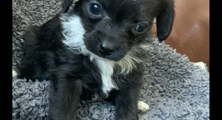 Chi Poo Puppies for sale Cork 1chocolate male left - Dogs For Sale Ireland