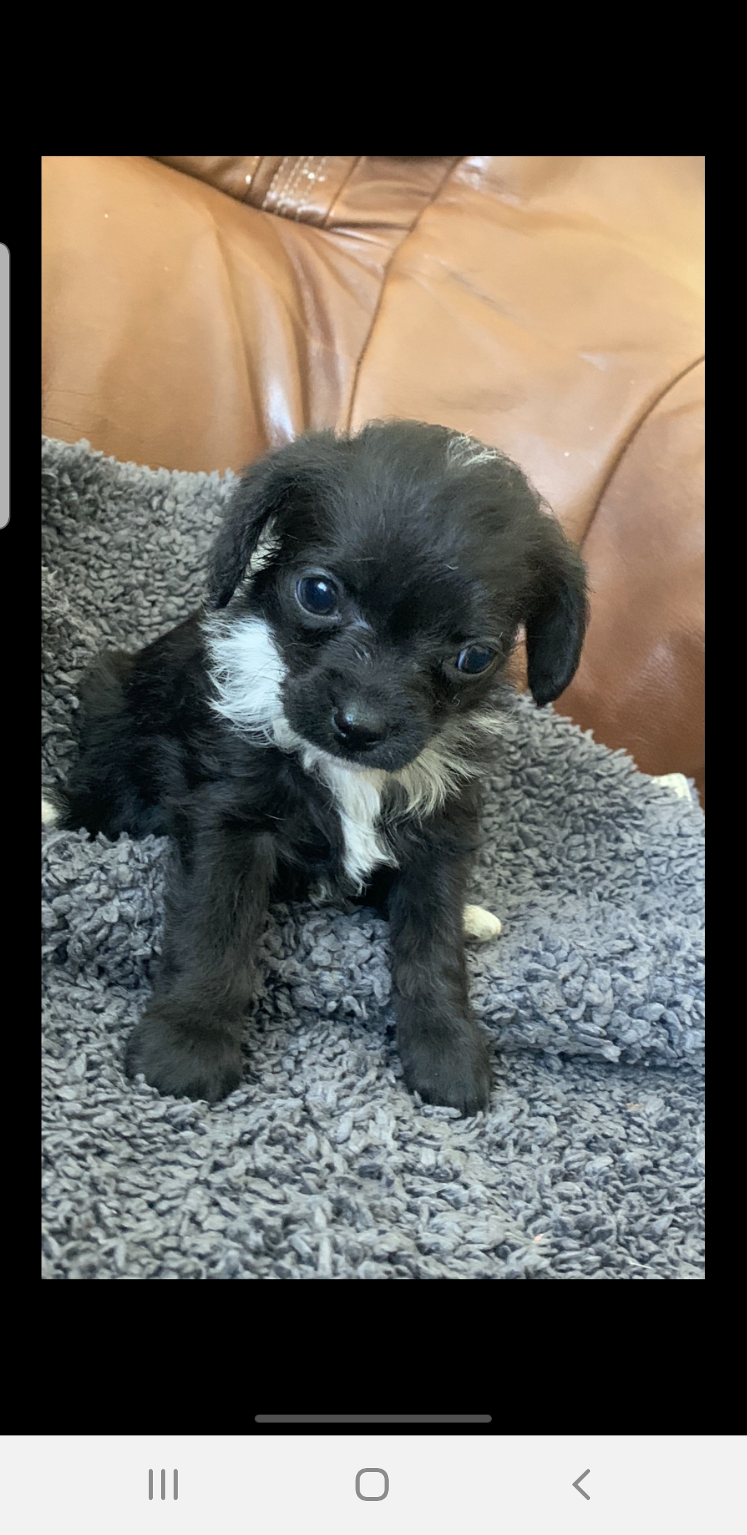 Chi Poo Puppies for sale Cork 1chocolate male left Dogs For Sale Ireland