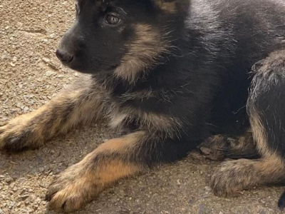 Black German Shepherd Puppies for Sale