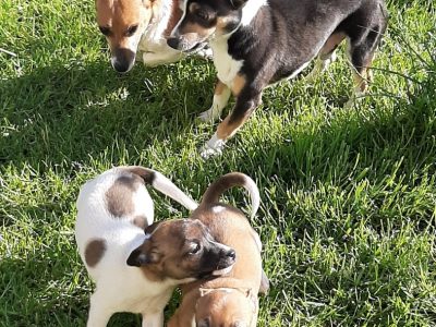 Playful Jack Russells for Sale in Galway