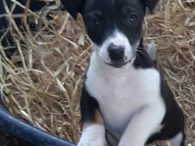 Miniature Jack Russells in Ballinasloe