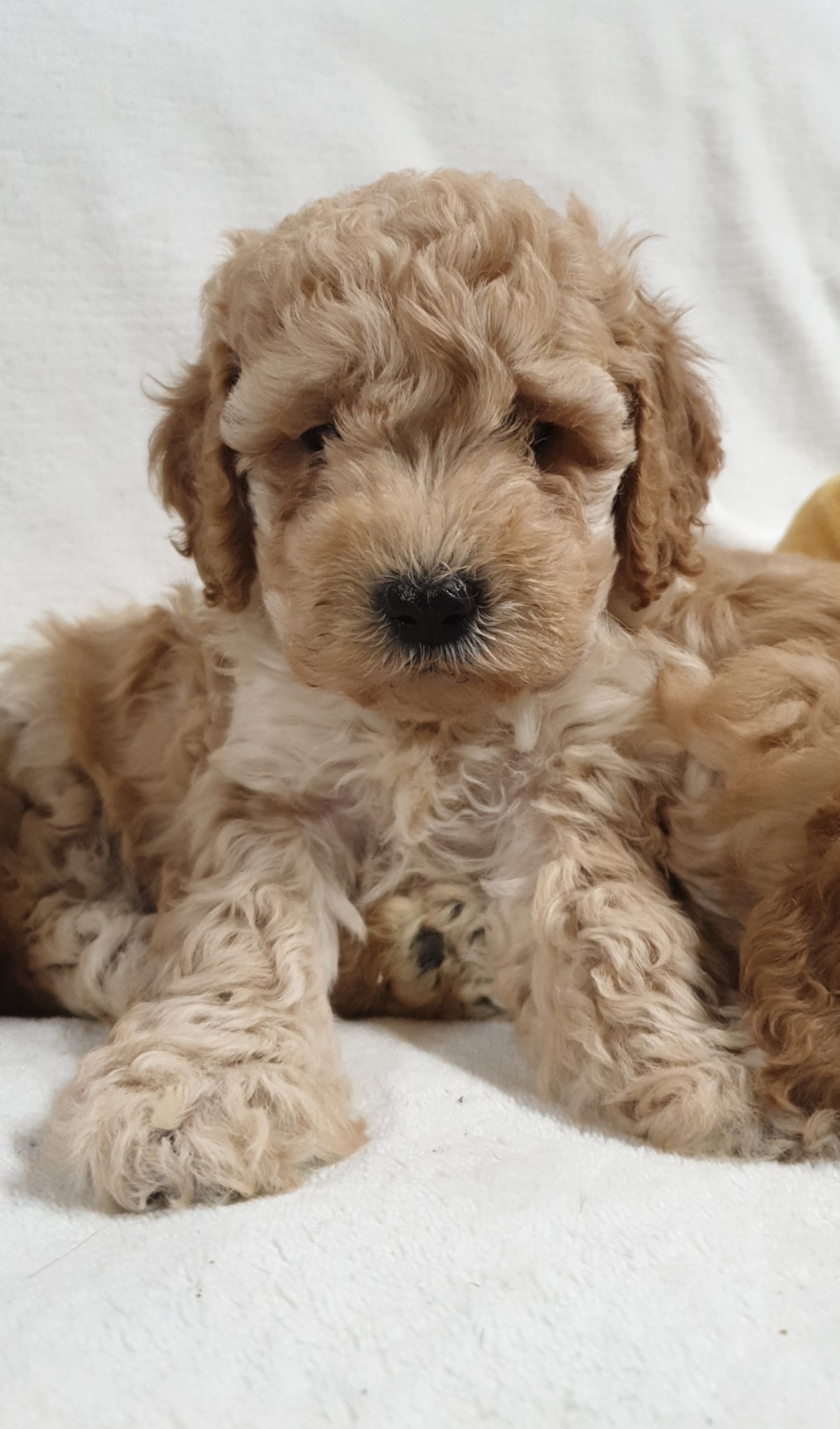 Cavapoo Puppies for sale County Meath - Dogs For Sale Ireland