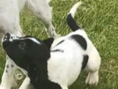 Playful Springer Spaniel in Galway