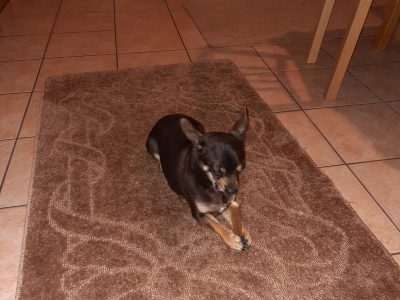Chihuahua for Sale in Drogheda – Friendly Pup
