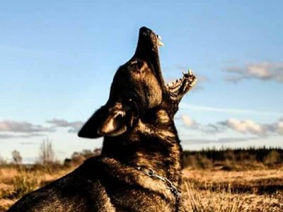 German Shepherd Stud in Mallow – IKC Registered