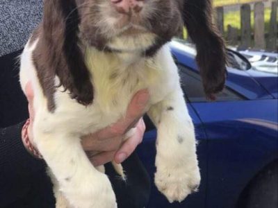 Springer Spaniel Puppy for Sale in Galway
