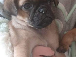 Pug Puppy For Sale To Good Home